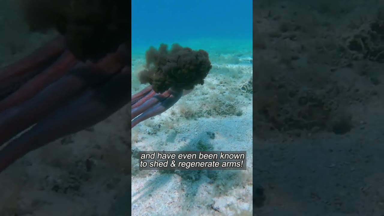 Explore another world with the octopus 🪸