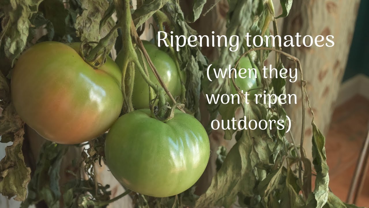 Ripening tomatoes indoors. YouTube