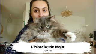 L’histoire de Mojo : chat sibérien, élevage, choix du prénom - Loki & Mojo