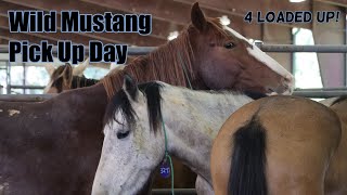 Picking up Wild Mustangs... I've been waiting 3 months! by Sam VanFleet 88,551 views 4 months ago 12 minutes