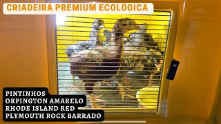 Criadeira C 60 Da Premium Ecológica Com Pintinhos Orpington Amarelo, Rhode Island Red E Plymouth