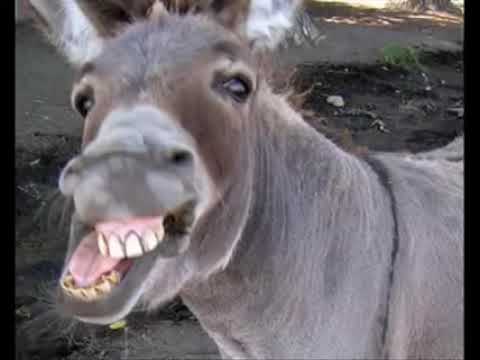 احله مقطع مضحك مطي يضحك هههههههههه 