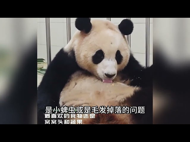 最新福宝惊喜来了，姜爷爷接受四川观察的采访、#大熊猫福宝 #大熊猫 #福宝和爷爷 #熊猫界顶流 #panda class=
