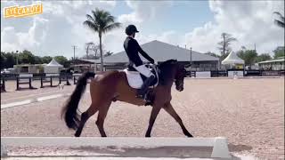 Leo - WEF 3rd Level Dressage Test Highlights