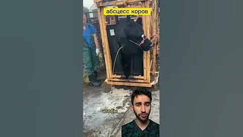 болеют не только люди! абсцесс коров