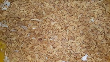 ISORT - Dehydrated Garlic Sorting Video (IGSP ISORT COLOR SORTER)