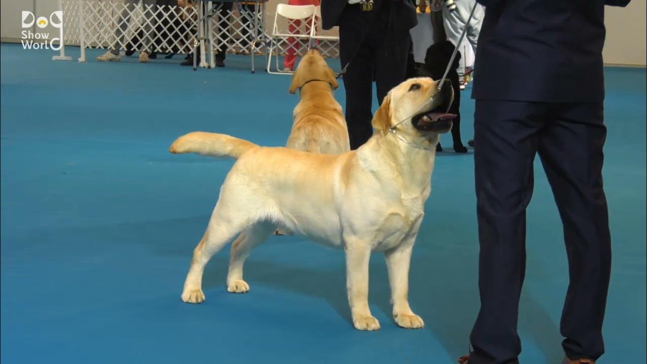 labrador dog show 2024 2024 dog show YouTube