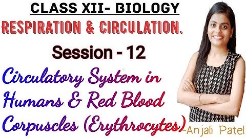 Biology - Respiration and Circulation:Circulatory system in humans:Red Blood Corpuscles/Erythrocytes