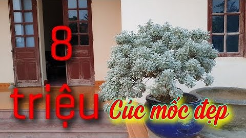 SH.3892. Báo giá cây Cúc Mốc đẹp 8 triệu đồng vườn Vũ Thuyên An Lão Hải Phòng.
