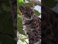 Una nueva especie de gato salvaje 🐈