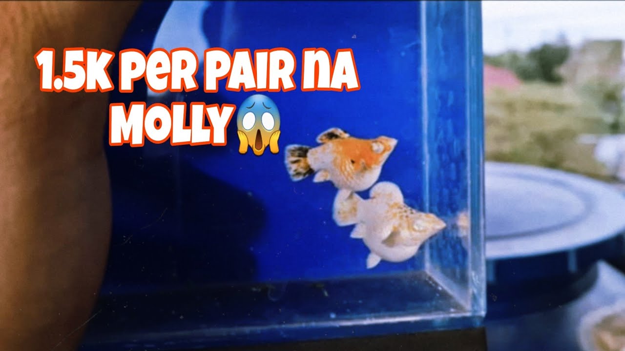 Ballon Molly Breeder sa Cavite | 1.5k per strain 😱