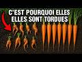 Pourquoi Les Carottes Poussent-Elles Tordues ? 🥕 Vous Faites Presque Certainement Cette Erreur 😲