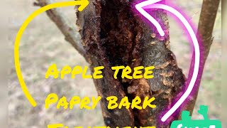 Apple Tree Me Papry Bark Ka Treatment Kese Kare