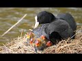 Eurasian Coot Family with 6 chicks 4K