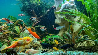 Feeding Pet Fish in Aquarium with Water Sound - My Dream Fish Tank!