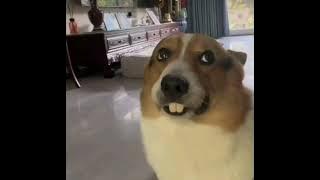 Download lagu Galeng Guling - Sri Diana