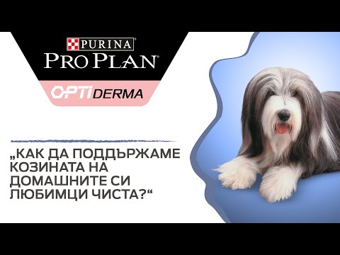 Видео: Какво да направя, ако кучето се опита да ви постави кучето