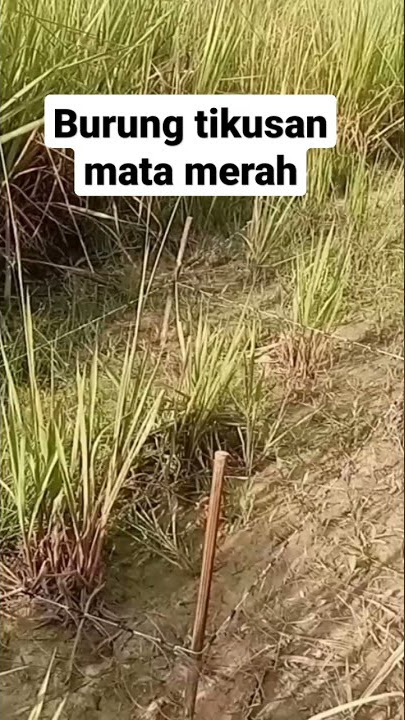 Jerat burung tikusan mata merah
