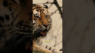 Tiger story motivation goals qu quote success mindset inspiration fyp viral art comedy