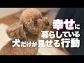 愛犬に幸せになってもらいたい!愛犬と一緒に幸せになる方法
