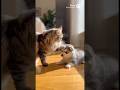 Hero Dog Protects a Puppy from a Cat 😭（子犬を猫から守る親犬😭）