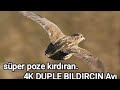 Süper poze kırdıran bıldırcın avı 4K DUPLE BILDIRCIN VURUS AVI
