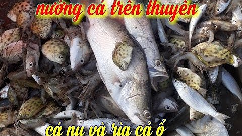 Kích cá nước mặn. Bắt ổ cá nu và rìa hoa nướng trên thuyền ngon tuyệt