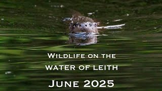 Wildlife on the Water of Leith - June 2025