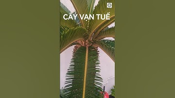 Cây vạn tuế