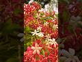 Beautiful flowers ||Top flowers video #trend #flowers #nature #reel #shorts #shortsfeed #trending