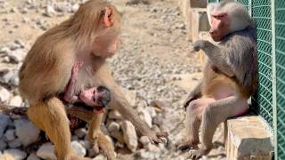 Габриэлла - преданная жена, куда Дед, туда и она. Малыша бережет. Мигель ждет свою Розиту! Дом2