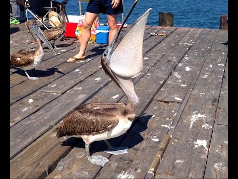 Pelican Swallows A Whole Fish