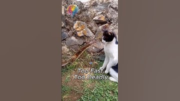 Why Snakes Always Lose to Cats