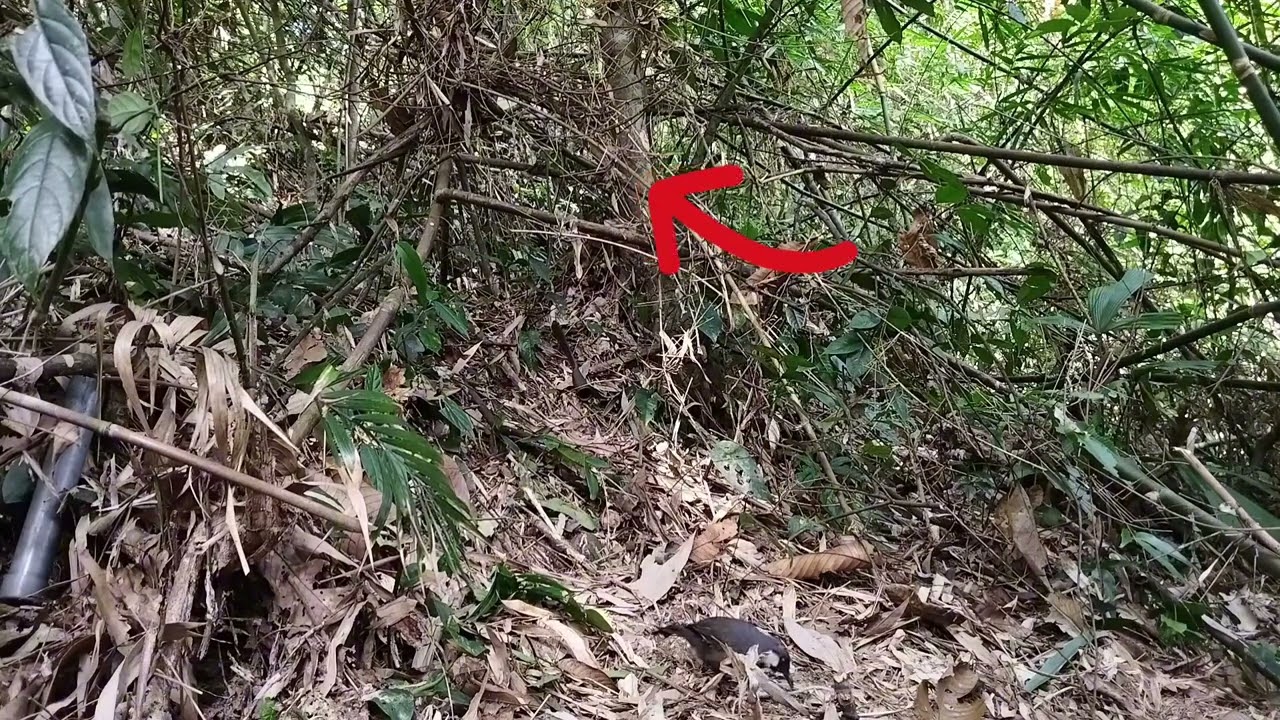 Bẫy chim khướu rừng già/cuab noog sab hwj tuaj zoo heev 23/11/2024