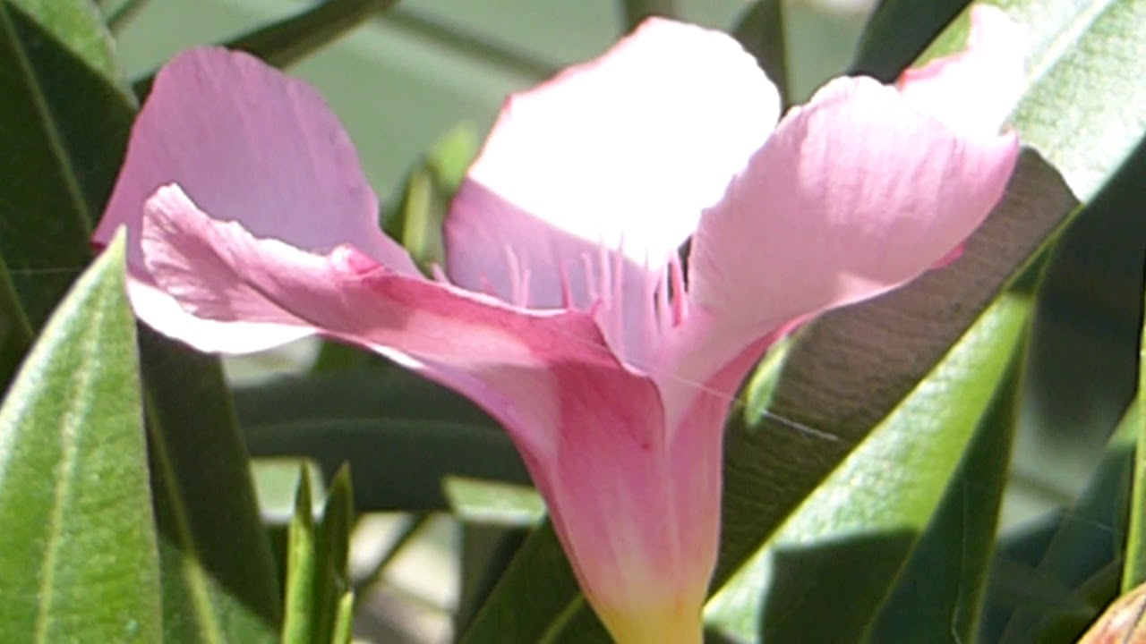 Nerium oleander - Espirradeira - Nería - Lárviðarrós  - Skrautplöntur - Garðyrkja