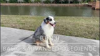 Australian Shepherd  Benji in Orlando Florida Dog Training. by The K9 Training Academy 116 views 2 months ago 4 minutes, 26 seconds