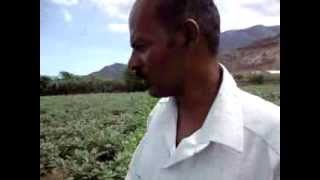 brinjal cultivation,     கத்தரி சாகுபடி தொழில் நுட்பம்