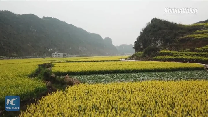 Aerial view of beautiful flowering rapeseed fields in Guizhou, China - DayDayNews