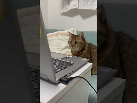 猫がパソコンでアニメばっかり観ているのでパソコンを閉じたらｗｗ #shorts