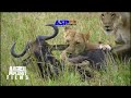 Animal Fight Lion vs. Wildebeest And Buffalo | Animal Planet | wildlife