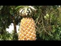 Wwoofing in Vietnam. Banana harvest. Homemade Soymilk