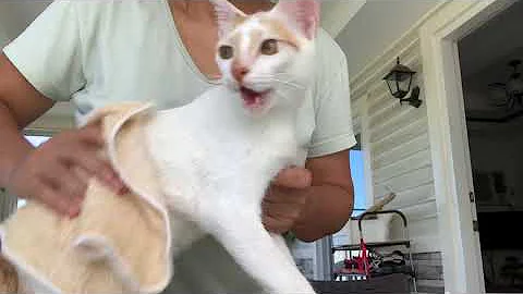 Video 8652121: kitten hates bath, bath grooming, rescue kitten, kitten cleaning