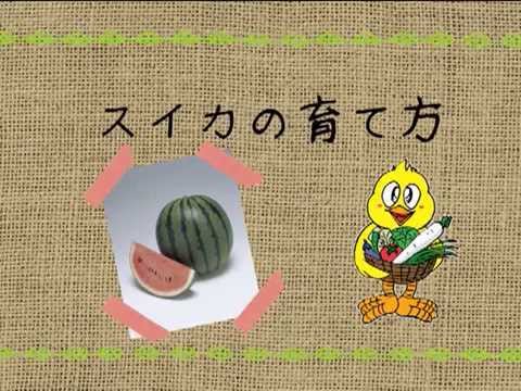 スイカの育て方 農業屋 Youtube