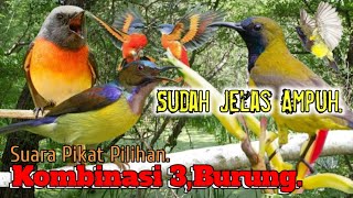 SUARA PIKAT PILIHAN. BURUNG MANTENAN DAN KOLIBRI WULUNG SOGON. AMPUH..