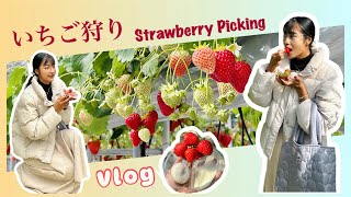 Stawberry Picking in Japan初めてのいちご狩り🍓