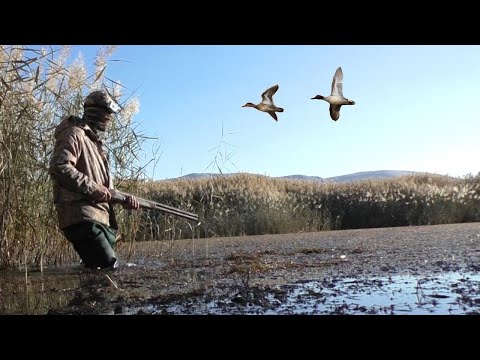 SAZLIKLI AVLAK'TA ÖRDEK AVI. Akşam Sabah Beki. Kayıp Ettiğim Kameramı Buldum! Охота на уток