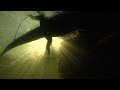 Exploring the Congo River Ecosystem