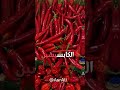 الفلفل الحار والمستقبلات الحرارية تفاعلات حرارية في الجسم  