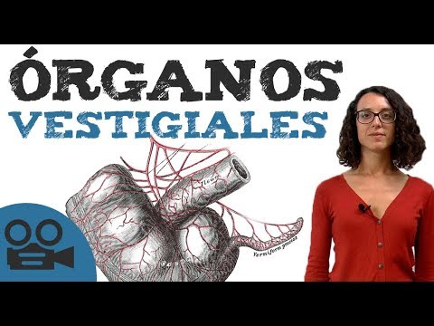 Vídeo: Què és el vestigi de la forma daf?