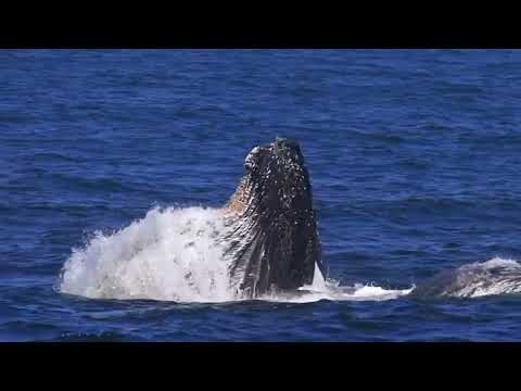 معركة كبيرة بين الحوت الرمادي و حوت الأوركاالقاتل من هو ملك المحيط